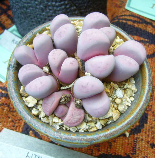 Plancia ëd Lithops meyeri L. Bol.