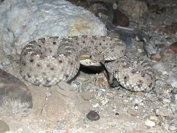 Image of Sidewinder Rattlesnake