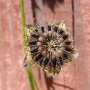 Image of bristlemallow