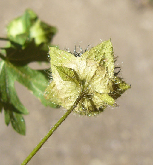 Image of Carolina Bristle-Mallow