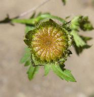 Image of Carolina Bristle-Mallow