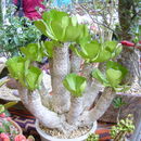 Image of Euphorbia unispina N. E. Br.