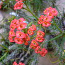 Image de Euphorbia gottlebei Rauh