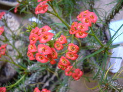 Image de Euphorbia gottlebei Rauh