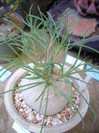 Image of Euphorbia trichadenia Pax