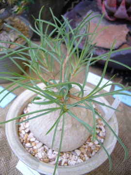 Imagem de Euphorbia trichadenia Pax