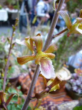 Image of Eulophia petersii (Rchb. fil.) Rchb. fil.