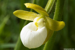 Imagem de Cypripedium californicum A. Gray