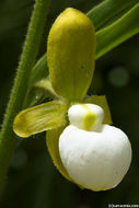 Imagem de Cypripedium californicum A. Gray