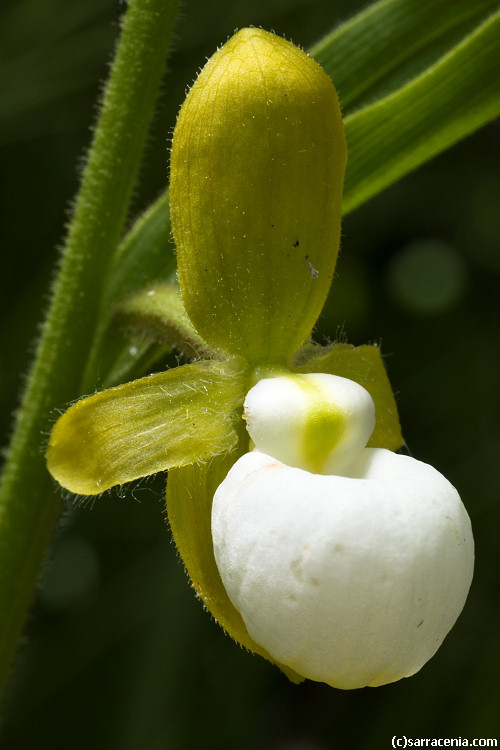 Imagem de Cypripedium californicum A. Gray