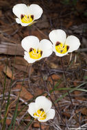 Calochortus leichtlinii Hook. fil. resmi