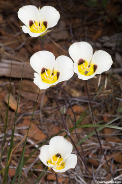 Imagem de Calochortus leichtlinii Hook. fil.