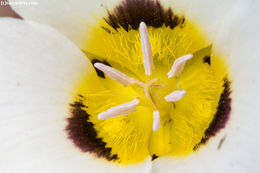 Imagem de Calochortus leichtlinii Hook. fil.