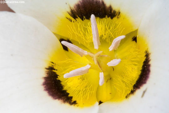 Calochortus leichtlinii Hook. fil. resmi