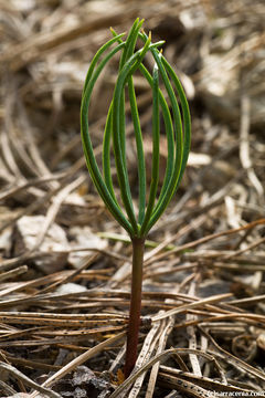 Image of white fir