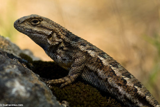 Image of Sceloporus occidentalis occidentalis Baird & Girard 1852