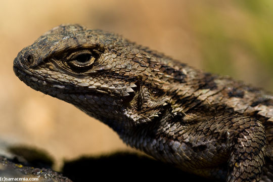 Image of Sceloporus occidentalis occidentalis Baird & Girard 1852