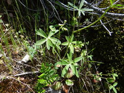 Delphinium gracilentum Greene的圖片