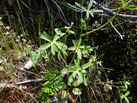 Image of pine forest larkspur