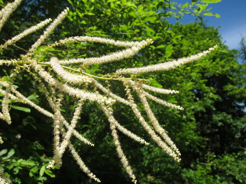 Imagem de Aruncus dioicus (Walter) Fern.