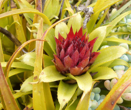 Image of Aechmea recurvata (Klotzsch) L. B. Sm.