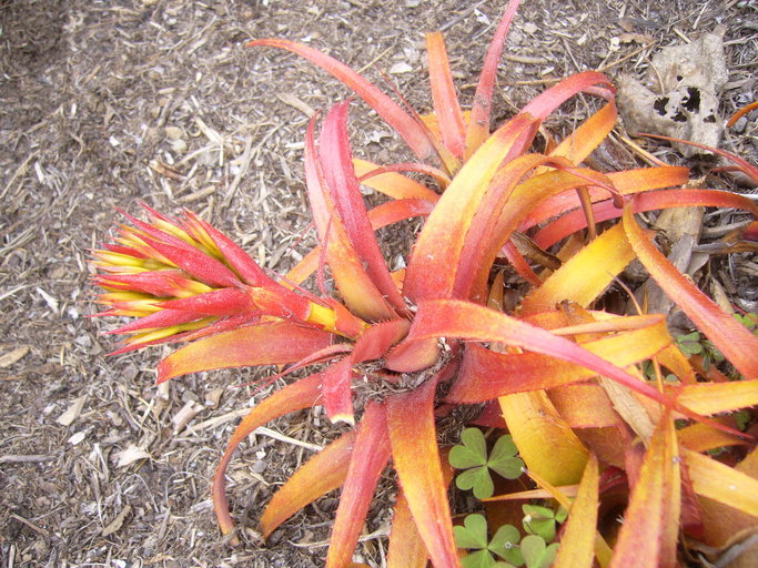 Image of Aechmea recurvata (Klotzsch) L. B. Sm.