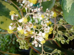 Слика од Begonia luxurians Scheidw.