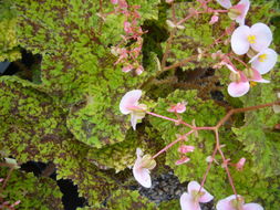 Слика од Begonia longiciliata C. Y. Wu