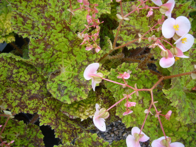 Слика од Begonia longiciliata C. Y. Wu