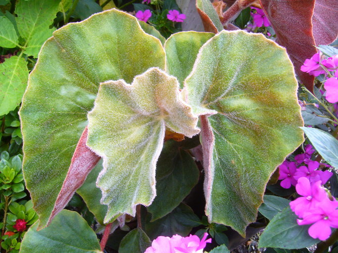 Слика од Begonia venosa Skan ex Hook. fil.