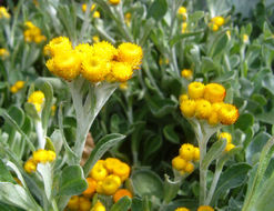 Chrysocephalum apiculatum (Labill.) Steetz的圖片