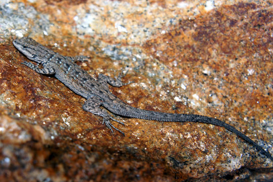 Image of Small-scaled Lizard [microscutatus]