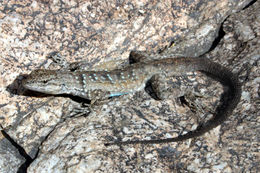 Image of Small-scaled Lizard [microscutatus]