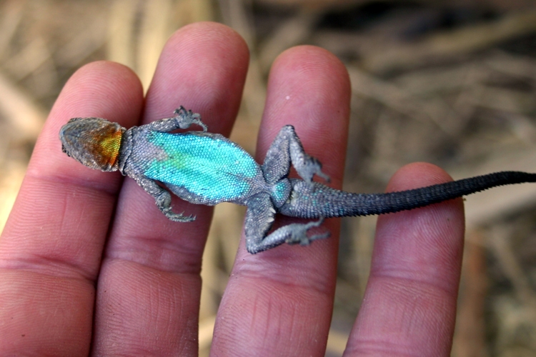 Image of Small-scaled Lizard [microscutatus]