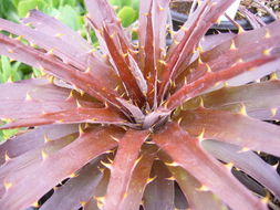 Image of dyckia