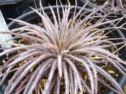 Image of Dyckia choristaminea Mez