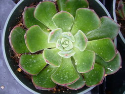 Image of <i>Echeveria ciliata</i>