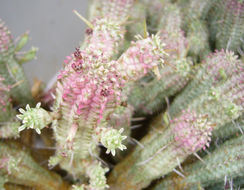 Слика од Euphorbia mammillaris L.