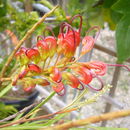 Image of Grevillea venusta R. Br.