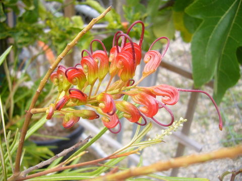 Image of Grevillea venusta R. Br.