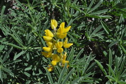 صورة Lupinus croceus Eastw.