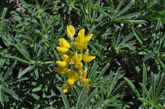 Plancia ëd Lupinus croceus Eastw.