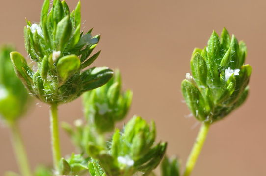 Pogogyne floribunda Jokerst resmi