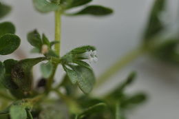 Image of Profuse-Flower Mesa-Mint