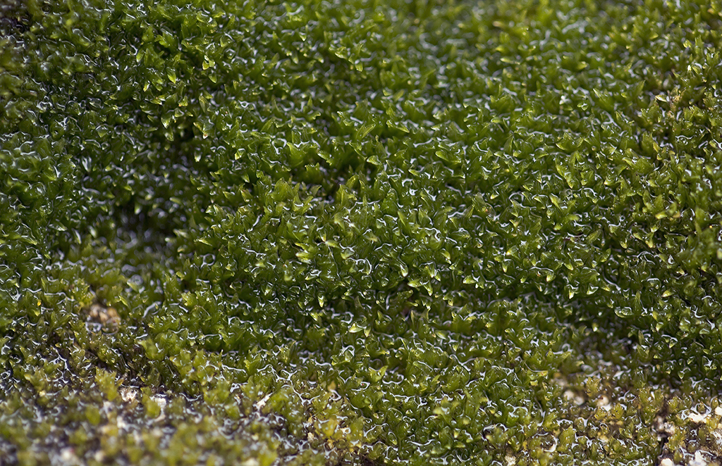 Image of ligulate scopelophila moss