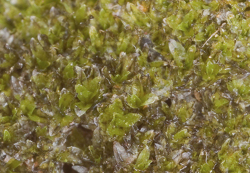 Image of ligulate scopelophila moss