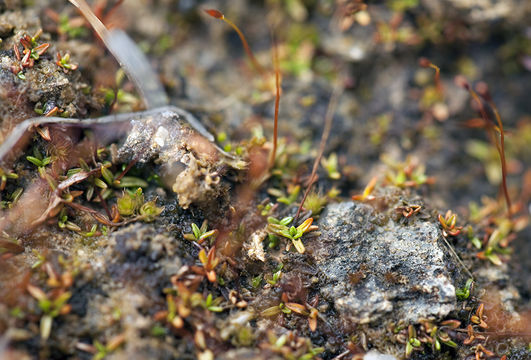 Image of tall aloe-moss