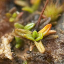 Image of tall aloe-moss