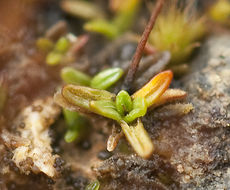 Image of tall aloe-moss