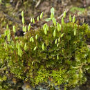 Image of Canary bryum moss